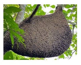 Mật ong rừng