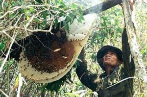 Mật ong rừng tại Huế