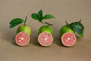 Mật ong rừng tại Huế