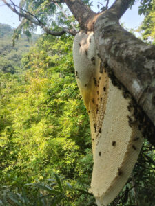 Mật ong rừng Quảng Trị