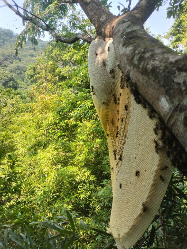 Mật ong rừng Quảng Trị