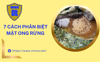 Làm Sao Chọn Mật Ong Rừng Nguyên Chất?