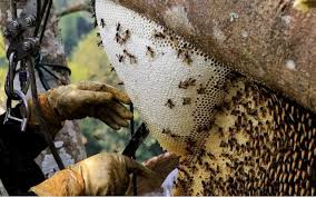 Làm Sao Chọn Mật Ong Rừng Nguyên Chất? 