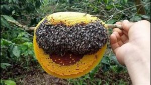 Cách Nhận Biết Mật Ong Rừng Nguyên Chất 
