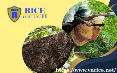 Thương hiệu mật ong rừng tại Huế