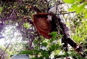 Thương hiệu mật ong rừng tại Huế